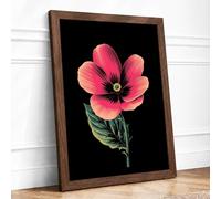 Pink Cosmos Study Botanical Framed Wall Art Print A1 (84.1×59.4cm) Walnut, Wall Decor for Living Room, Bedroom, Office & Home, Ready to Hang, Art Gift
