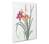 Pink Day Lilies by Pierre-Joseph Redoute Canvas Print | Gallery Wrapped 30mm Frame Wall Art | 30x20 inches | Ready to Hang | Modern Floral Picture | Living Room Bedroom Lounge Office