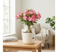 Pink Desert Rose (Adenium Obesum) - 13Cm Pot