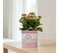 Pink Double Kalanchoe (Flaming Katy) - 12Cm Ceramic Pot