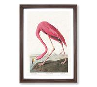 Pink Flamingo by John James Audubon Framed Print | A2 Walnut Framed Wall Art | Ready to Hang | Modern Animal Picture | Living Room Bedroom Lounge Office