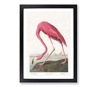 Pink Flamingo by John James Audubon Framed Wall Art Print A2 Black