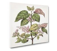 Pink Flowering Flowers by Sarah Featon Canvas Print | Gallery Wrapped 30mm Frame Wall Art | 14x14 inches | Ready to Hang | Retro Floral Picture | Living Room Bedroom Lounge Office