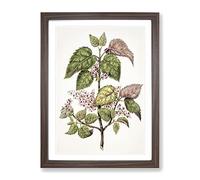 Pink Flowering Flowers By Sarah Featon Vintage Framed Print | A2 Walnut Framed Wall Art | Ready to Hang | Classic Floral Picture | Living Room Bedroom Lounge Office