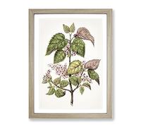 Pink Flowering Flowers By Sarah Featon Vintage Framed Wall Art Print, Ready to Hang Picture for Living Room Bedroom Home Office Décor, Oak A3 (34 x 46 cm)