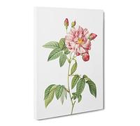 Pink French Rosebush By Pierre Joseph Redoute Canvas Print | Gallery Wrapped 30mm Frame Wall Art | 30x20 inches | Ready to Hang | Retro Picture | Living Room Bedroom Lounge Office