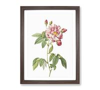Pink French Rosebush By Pierre Joseph Redoute Vintage Framed Print | A2 Walnut Framed Wall Art | Ready to Hang | French Nature Picture | Living Room Bedroom Lounge Office