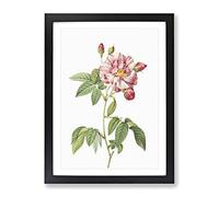 Pink French Rosebush By Pierre Joseph Redoute Vintage Framed Print | A3 Black Framed Wall Art | Ready to Hang | French Nature Picture | Living Room Bedroom Lounge Office