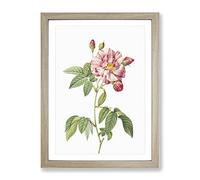 Pink French Rosebush By Pierre Joseph Redoute Vintage Framed Print | A4 Oak Framed Wall Art | Ready to Hang | French Nature Picture | Living Room Bedroom Lounge Office