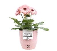 Pink Germini Houseplant With Pot, Houseplant Real Indoor Plant for Office, Home, Bedroom, Kitchen and Living Room, Perfect for Clean Air, Delivered Next Day