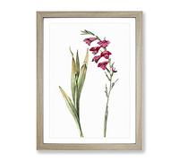 Pink Gladiolus Flowers By Pierre Joseph Redoute Vintage Framed Wall Art Print, Ready to Hang Picture for Living Room Bedroom Home Office Décor, Oak A3 (34 x 46 cm)