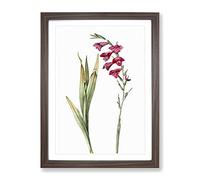 Pink Gladiolus Flowers By Pierre Joseph Redoute Vintage Framed Wall Art Print, Ready to Hang Picture for Living Room Bedroom Home Office Décor, Walnut A4 (34 x 25 cm)