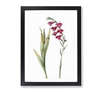 Pink Gladiolus Flowers By Pierre Joseph Redoute Vintage Framed Wall Art Print, Ready to Hang Picture for Living Room Bedroom Home Office Décor, Black A3 (34 x 46 cm)