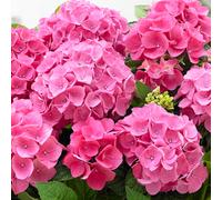 (Pink) Hydrangea Garden Shrub Collection | Deciduous Vibrant Potted Plants | 30 - 50Cm
