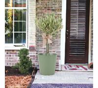 Pink Hydrangea Macrophylla Green Metal Planter Vertical Line Bow 3L Pot Summer Garden Gift Plant Uk