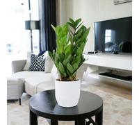 Pink Hydrangea Macrophylla White Ceramic Ewi Dot Planter 3L Pot Summer Garden Patio Gift Plant Uk