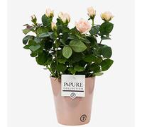 Pink Indoor Rose Plant With Pot, Houseplant Real Indoor Plant for Office, Home, Bedroom, Kitchen and Living Room, Perfect for Clean Air, Delivered Next Day