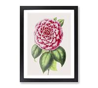 Pink Japanese Camellia Illustration Vintage Framed Print | A2 Black Framed Wall Art | Ready to Hang | Classic Floral Picture | Living Room Bedroom Lounge Office