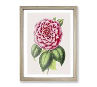 Pink Japanese Camellia Illustration Vintage Framed Print | A2 Oak Framed Wall Art | Ready to Hang | Classic Floral Picture | Living Room Bedroom Lounge Office