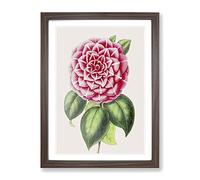 Pink Japanese Camellia Illustration Vintage Framed Print | A3 Walnut Framed Wall Art | Ready to Hang | Classic Floral Picture | Living Room Bedroom Lounge Office