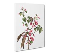 Pink Judas Tree Flowers By Pierre Joseph Redoute Canvas Print | Gallery Wrapped 30mm Frame Wall Art | 30x20 inches | Ready to Hang | Retro Floral Picture | Living Room Bedroom Lounge Office