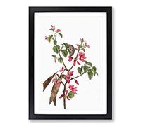 Pink Judas Tree Flowers by Pierre-Joseph Redoute Framed Print | A2 Black Framed Wall Art | Ready to Hang | Modern Floral Picture | Living Room Bedroom Lounge Office