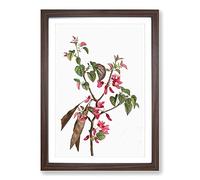 Pink Judas Tree Flowers by Pierre-Joseph Redoute Framed Print | A2 Walnut Framed Wall Art | Ready to Hang | Modern Floral Picture | Living Room Bedroom Lounge Office