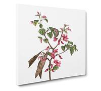 Pink Judas Tree Flowers by Pierre Joseph Redoute Vintage Canvas Wall Art Print Ready to Hang, Framed Picture for Living Room Bedroom Home Office Décor, 14x14 Inch (35x35 cm)