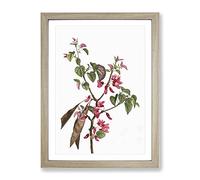 Pink Judas Tree Flowers By Pierre Joseph Redoute Vintage Framed Print | A3 Oak Framed Wall Art | Ready to Hang | Classic Floral Picture | Living Room Bedroom Lounge Office