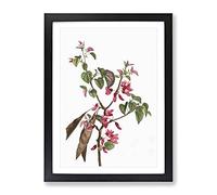 Pink Judas Tree Flowers By Pierre Joseph Redoute Vintage Framed Print | A4 Black Framed Wall Art | Ready to Hang | Classic Floral Picture | Living Room Bedroom Lounge Office