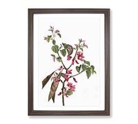 Pink Judas Tree Flowers By Pierre Joseph Redoute Vintage Framed Print | A4 Walnut Framed Wall Art | Ready to Hang | Classic Floral Picture | Living Room Bedroom Lounge Office