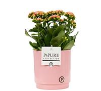 Pink Kalanchoe Housplant With Pot, Houseplant Real Indoor Plant for Office, Home, Bedroom, Kitchen and Living Room, Perfect for Clean Air, Delivered Next Day