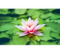 Pink Lotus Flower on Lotus Leaf - 2000 Piece Paper Jigsaw Puzzle - Best Gift for Adults 70x100cm