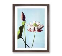Pink Lotus Flowers By Ogawa Kazumasa Asian Japanese Framed Print | A2 Walnut Framed Wall Art | Ready to Hang | Asian Floral Picture | Living Room Bedroom Lounge Office