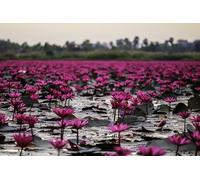 Pink Lotus Ocean-2000-Piece Wooden Puzzle Craft Friendship Gift Leisure Entertainment Party Decoration 14 years+