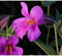 Pink Monkeyflower Flower Essence 30ml dosage Prepared From FES Stock essences