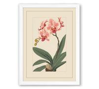 Pink Orchid Study Botanical Framed Wall Art Print A3 (42×29.7cm) White, Wall Decor for Living Room, Bedroom, Office & Home, Ready to Hang, Art Gift