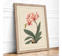 Pink Orchid Study Botanical Framed Wall Art Print A4 (29.7×21cm) Oak, Wall Decor for Living Room, Bedroom, Office & Home, Ready to Hang, Art Gift
