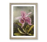 Pink Orchids By Martin Johnson Heade Classic Painting Framed Wall Art Print, Ready to Hang Picture for Living Room Bedroom Home Office Décor, Oak A2 (64 x 46 cm)