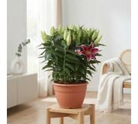 Pink Oriental Lily 'starlight Express' (Lilium) - 35Cm Pot