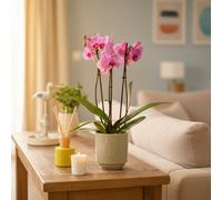 Pink Phalaenopsis 3 Stem Orchid Plant - Luxurious Indoor Flower Décor By Luxe Leaf Plants Uk