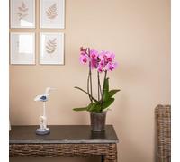 Pink Phalaenopsis 3 Stem Orchid Plant With Pot - Elegant Orchid For Home & Office Decor - Luxe Leaf Plants Uk