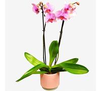 Pink Phalaenopsis Orchid - Elegant Flowering Indoor Plant for Home & Office - Long-Lasting & Air-Purifying