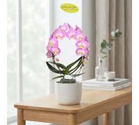 Pink Phalaenopsis Orchid 'mirror Miracle Kiara' - 12Cm Pot