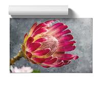 Pink Protea Flower Painting | Unframed Wall Art Print | Ready to Frame Poster | Modern Home Decor Picture | Artwork for Living Room, Bedroom, Kitchen or Office | A3 (29.7x42 cm)