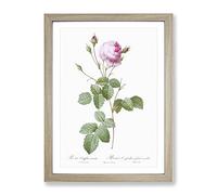 Pink Provence Rose By Pierre Joseph Redoute Vintage Framed Print | A3 Oak Framed Wall Art | Ready to Hang | Classic Floral Picture | Living Room Bedroom Lounge Office