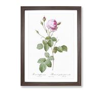 Pink Provence Rose By Pierre Joseph Redoute Vintage Framed Print | A3 Walnut Framed Wall Art | Ready to Hang | Classic Floral Picture | Living Room Bedroom Lounge Office