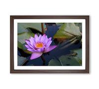 Pink Purple Flower Lotus (1) Framed Print | A2 Walnut Framed Wall Art | Ready to Hang | Modern Floral Picture | Living Room Bedroom Lounge Office
