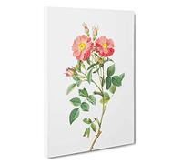 Pink Queen Elizabeth's Sweetbriar Rose by Pierre-Joseph Redoute Canvas Print | Gallery Wrapped 30mm Frame Wall Art | 30x20 inches | Ready to Hang | Modern Floral Picture | Living Room Lounge Office