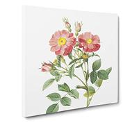 Pink Queen Elizabeth's Sweetbriar Rose by Pierre Joseph Redoute Vintage Canvas Wall Art Print Ready to Hang, Framed Picture for Living Room Bedroom Home Office Décor, 14x14 Inch (35x35 cm)